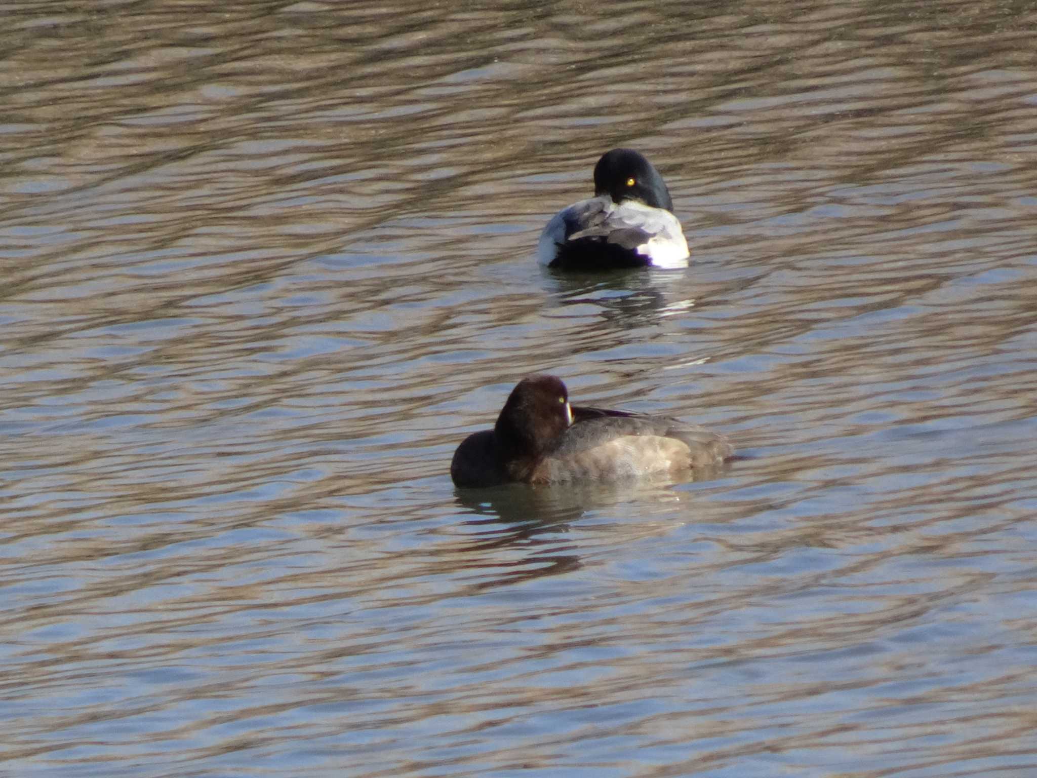 Photo of Tufted Duck at 六郷橋緑地 by Kozakuraband