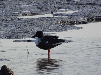 Northern Shoveler 六郷橋緑地 Sun, 12/29/2019