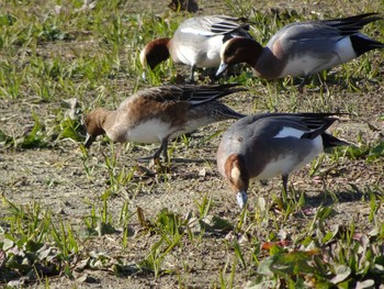 Eurasian Wigeon 六郷橋緑地 Sun, 12/29/2019