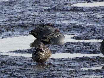 Eurasian Teal 六郷橋緑地 Sun, 12/29/2019