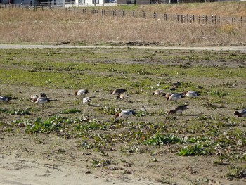 ヒドリガモ 六郷橋緑地 2019年12月29日(日)