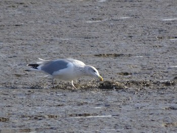 Vega Gull 六郷橋緑地 Sun, 12/29/2019