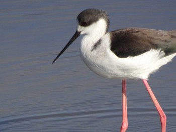 Black-winged Stilt 六郷橋緑地 Sun, 12/29/2019