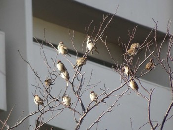 Eurasian Tree Sparrow 六郷橋緑地 Sun, 12/29/2019