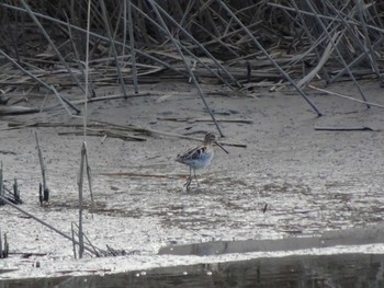 Common Snipe 六郷橋緑地 Sun, 12/29/2019