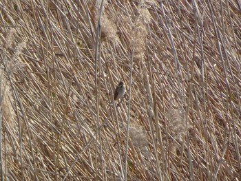 Common Reed Bunting 六郷橋緑地 Sun, 12/29/2019