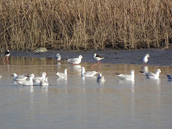 Black-headed Gull 六郷橋緑地 Sun, 12/29/2019