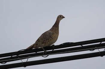 Common Pheasant 北海道　函館市　函館空港脇 Mon, 12/30/2019