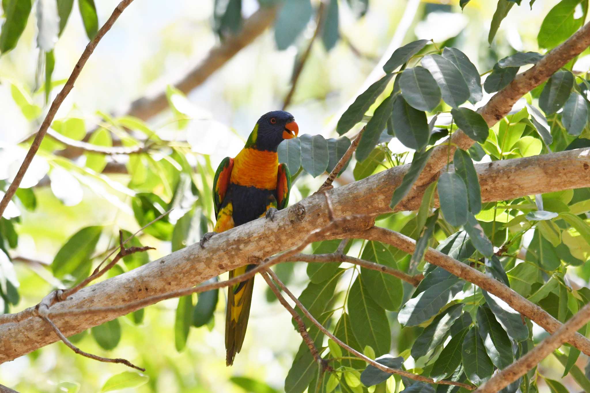 Photo of Rainbow Lorikeet at オーストラリア by あひる