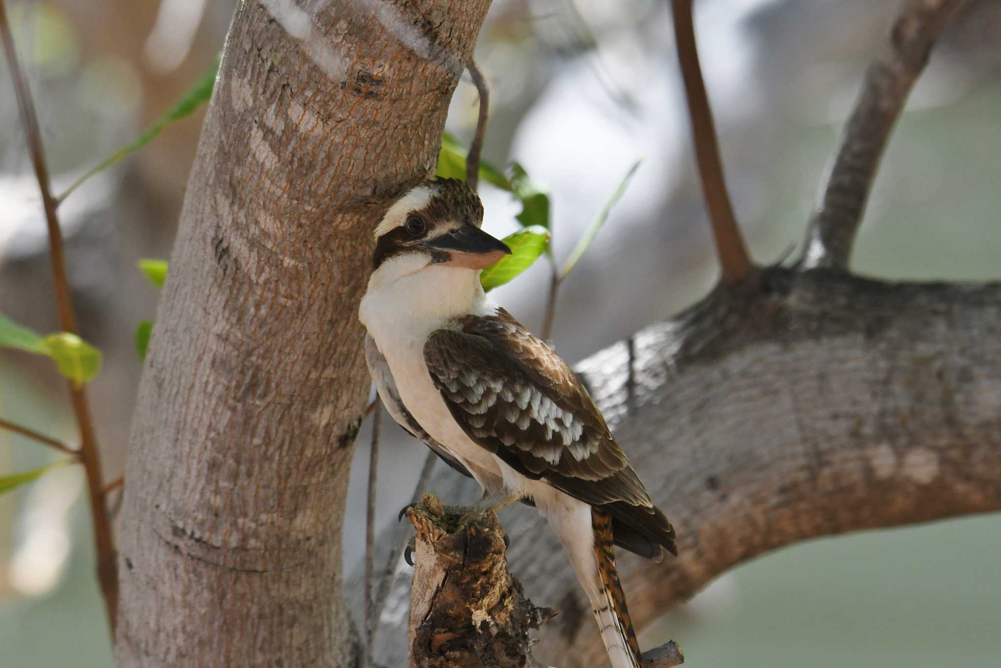 Laughing Kookaburra