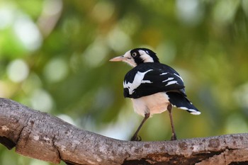 Magpie-lark オーストラリア Sun, 10/13/2019