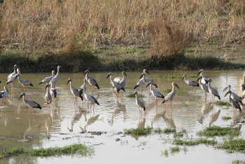 Asian Openbill タイ　ローイエット県 Fri, 12/27/2019