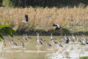 Asian Openbill タイ　ローイエット県 Fri, 12/27/2019