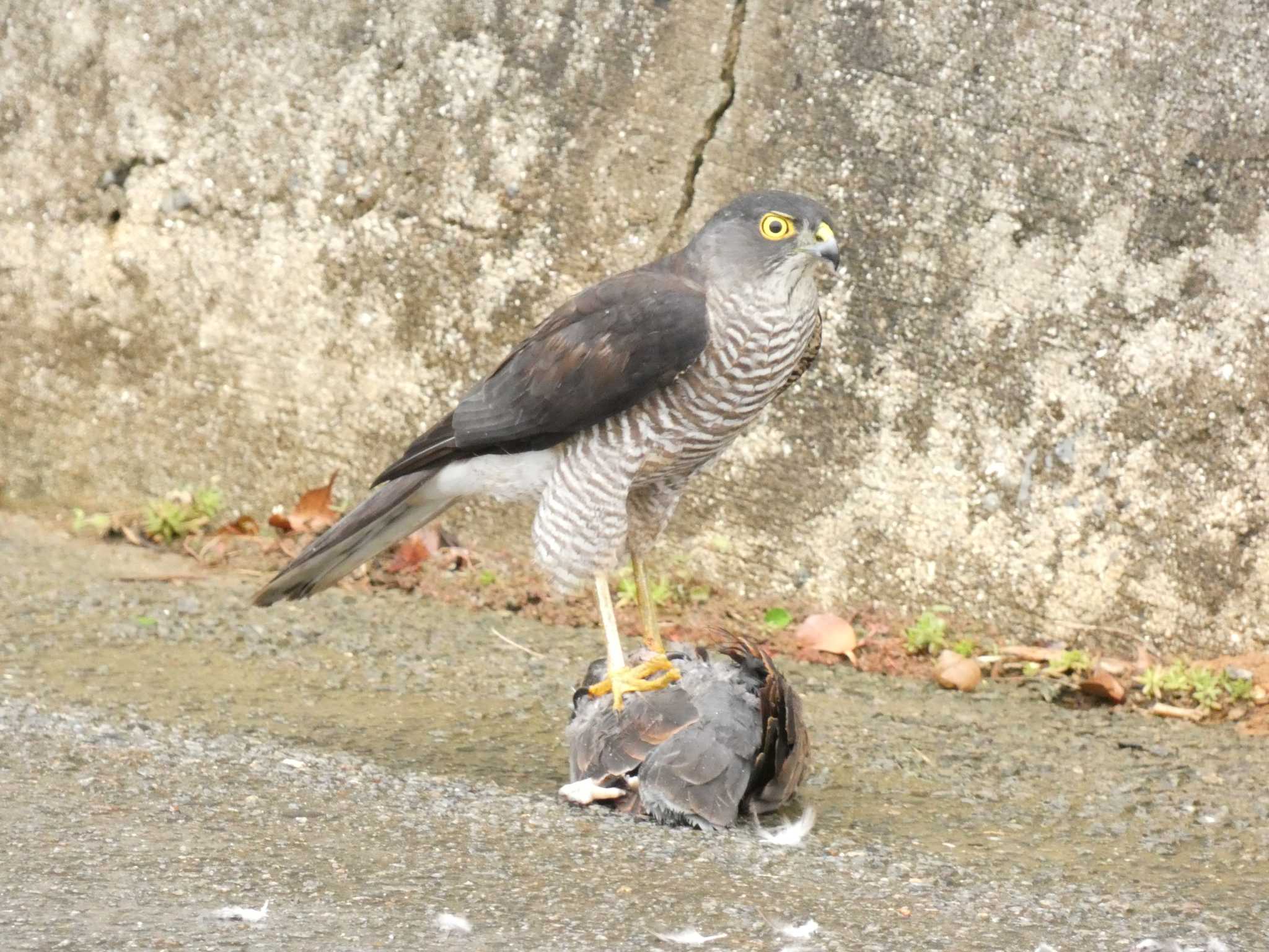 リュウキュウツミ　キジバトを捕食 by あおこん