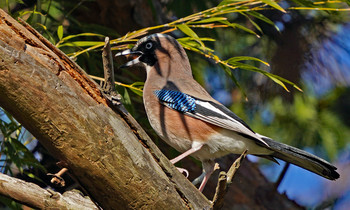 Eurasian Jay 東京都多摩地域 Sun, 12/29/2019