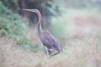 Purple Heron Ishigaki Island Mon, 12/30/2019