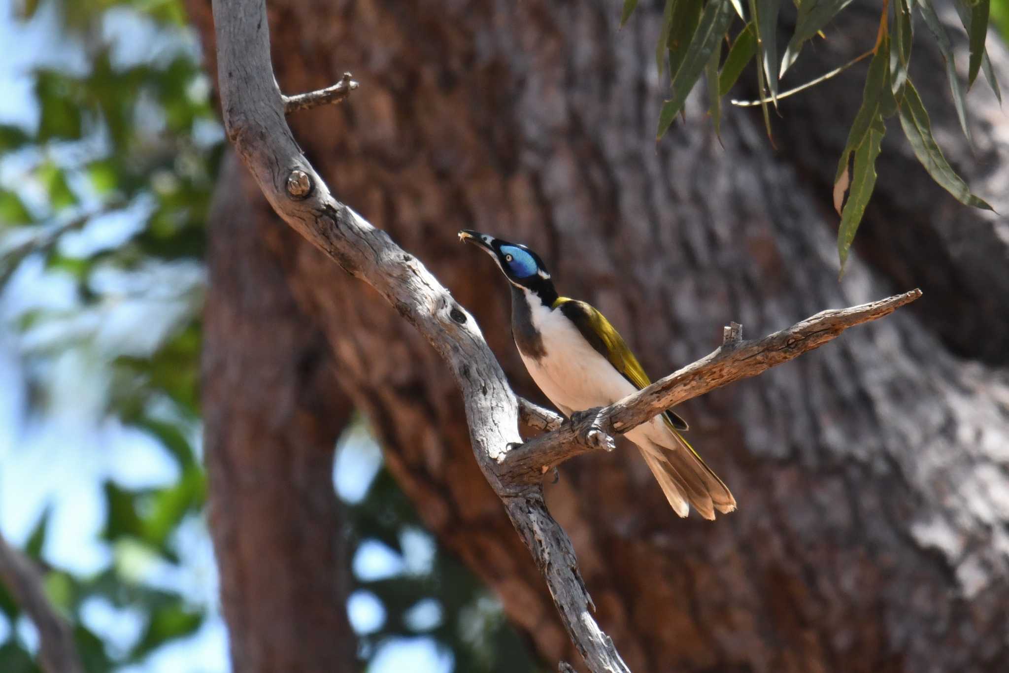 Blue-faced Honeyeater