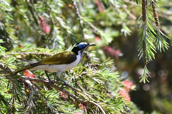 Blue-faced Honeyeater オーストラリア Sun, 10/13/2019