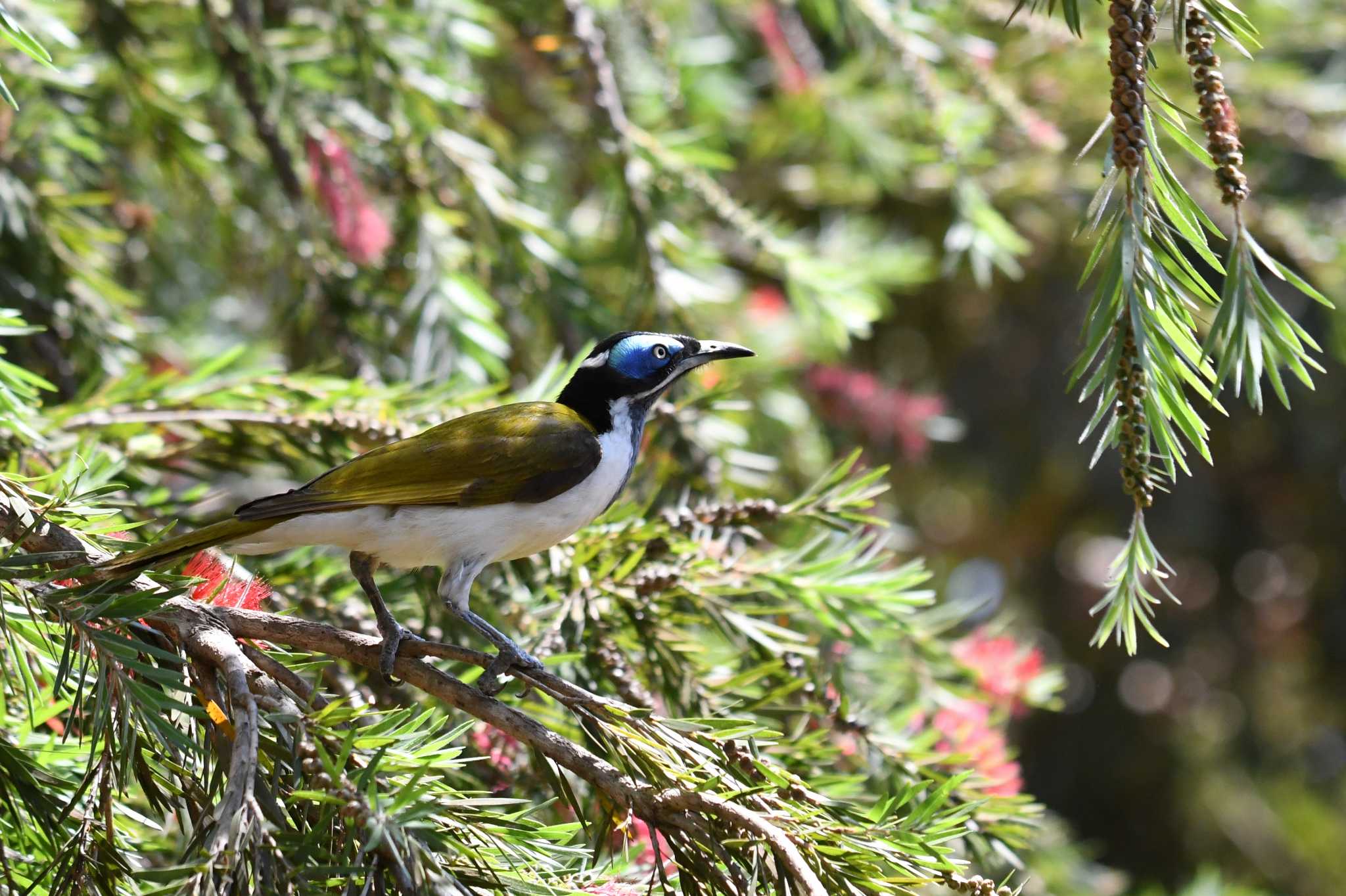 Photo of Blue-faced Honeyeater at オーストラリア by あひる