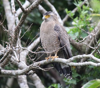 Crested Serpent Eagle Ishigaki Island Mon, 12/30/2019