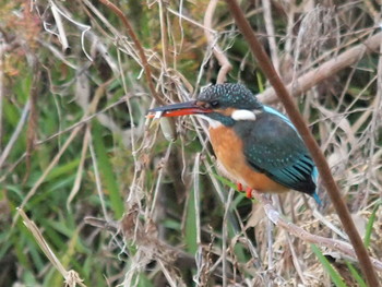 2019年12月31日(火) 引地川親水公園の野鳥観察記録