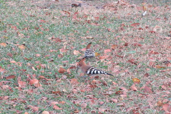 Eurasian Hoopoe Unknown Spots Fri, 12/6/2019