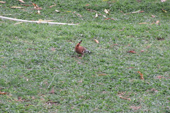 Eurasian Hoopoe タイ　パタヤ Tue, 12/3/2019