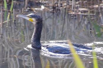 カワウ 北八朔公園 2019年12月29日(日)