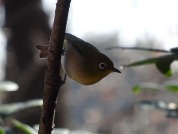 Warbling White-eye Machida Yakushiike Park Tue, 12/31/2019