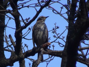 Dusky Thrush Machida Yakushiike Park Tue, 12/31/2019