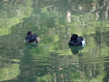 キンクロハジロ 薬師池公園 2019年12月31日(火)