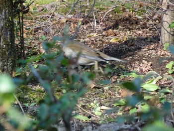 2019年12月31日(火) 薬師池公園の野鳥観察記録