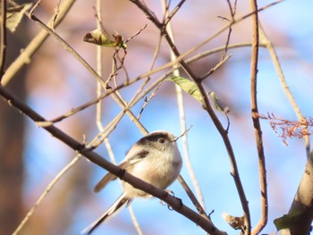 エナガ 水元公園 2019年12月28日(土)