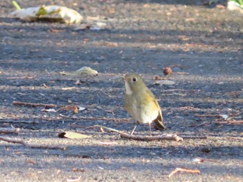 ルリビタキ 水元公園 2019年12月28日(土)