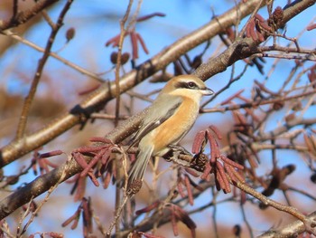 モズ 水元公園 2019年12月28日(土)