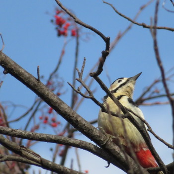 Great Spotted Woodpecker Makomanai Park Tue, 12/31/2019
