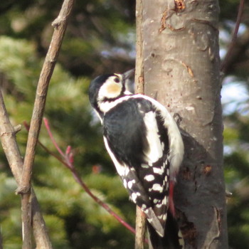 Great Spotted Woodpecker Makomanai Park Tue, 12/31/2019