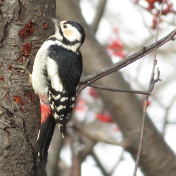 アカゲラ 真駒内公園 2019年12月31日(火)