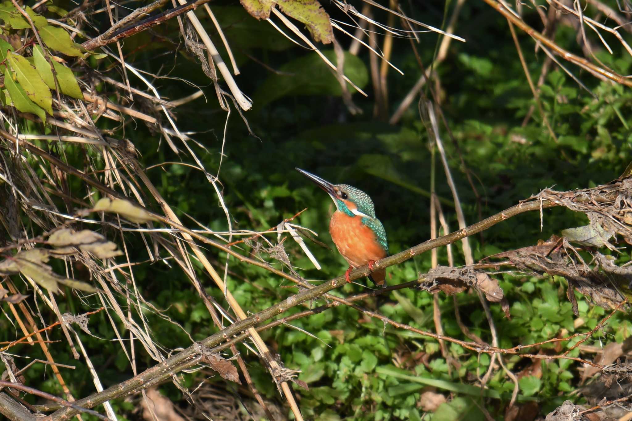 カワセミ