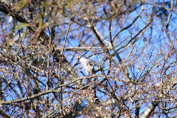 イカル 長野県 2019年12月25日(水)