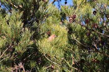 Red Crossbill 長野県 Wed, 12/25/2019