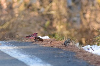 Pallas's Rosefinch 長野県 Wed, 12/25/2019