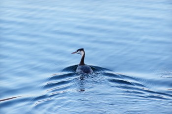 Great Crested Grebe 長野県 Wed, 12/25/2019
