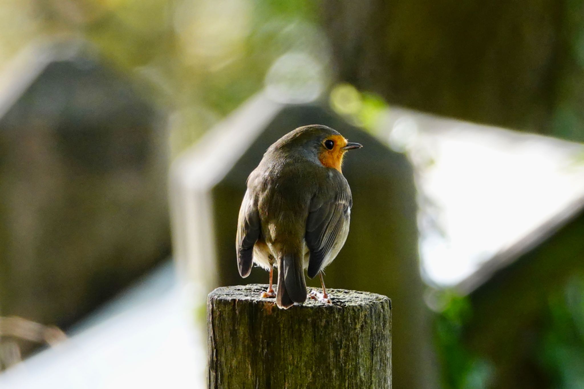 Photo of European Robin at La Rochelle by のどか