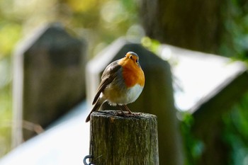 European Robin La Rochelle Mon, 10/28/2019