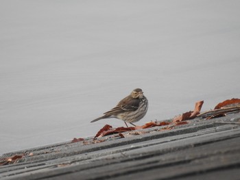 Water Pipit 狭山湖 Mon, 12/30/2019