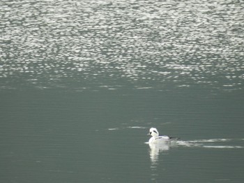 Smew 狭山湖 Mon, 12/30/2019