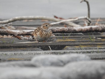 Eurasian Skylark 狭山湖 Mon, 12/30/2019