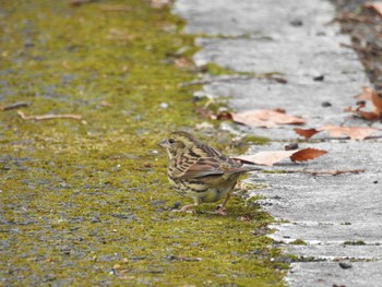 Masked Bunting 狭山湖 Mon, 12/30/2019