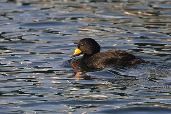 クロガモ 兵庫県西宮市 2019年12月31日(火)